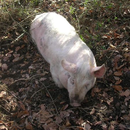 Affittacamere La Fornace Rigomagno المظهر الخارجي الصورة