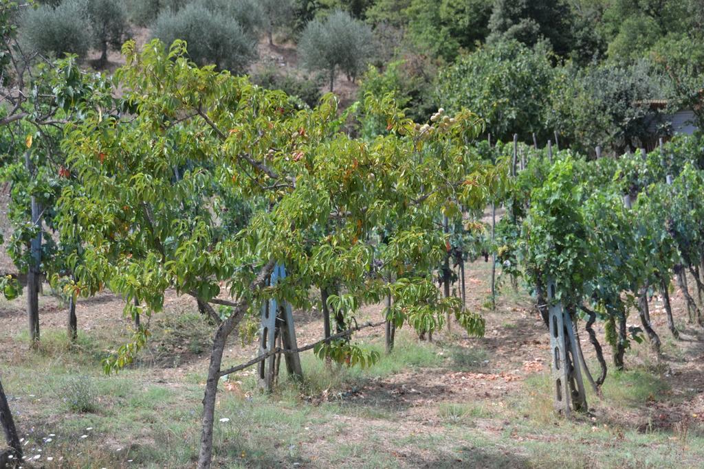 Affittacamere La Fornace Rigomagno المظهر الخارجي الصورة